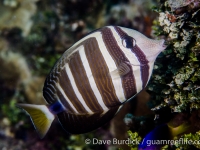 Zebrasoma velliferum