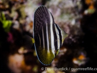 Zebrasoma velliferum (juvenile)