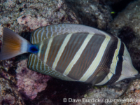 Zebrasoma velliferum Zebrasoma velliferum