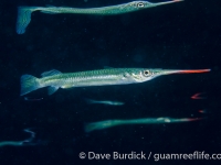 Zenarchopterus dispar (Raja Ampat)