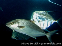 amberjacks