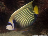 angelfishes