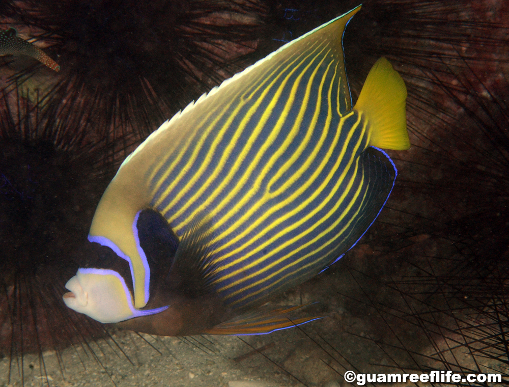 angelfishes