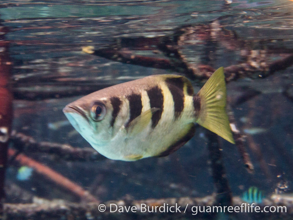 archerfishes