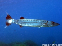 barracuda