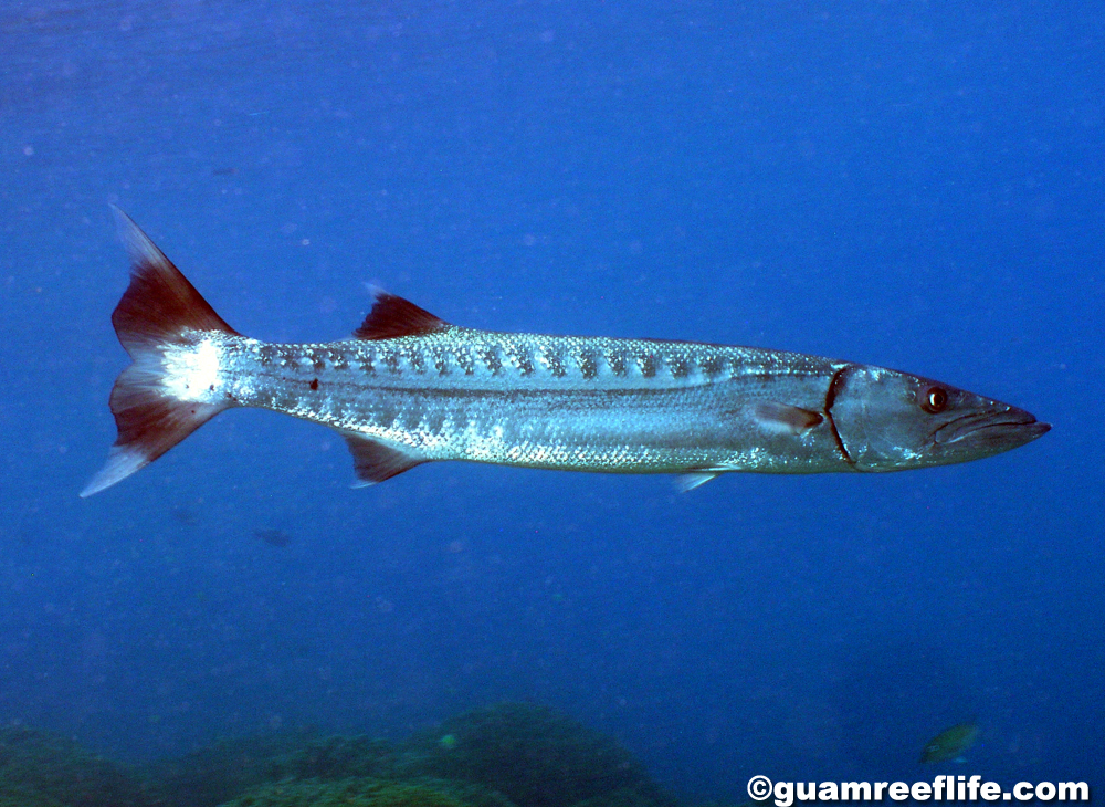 barracuda