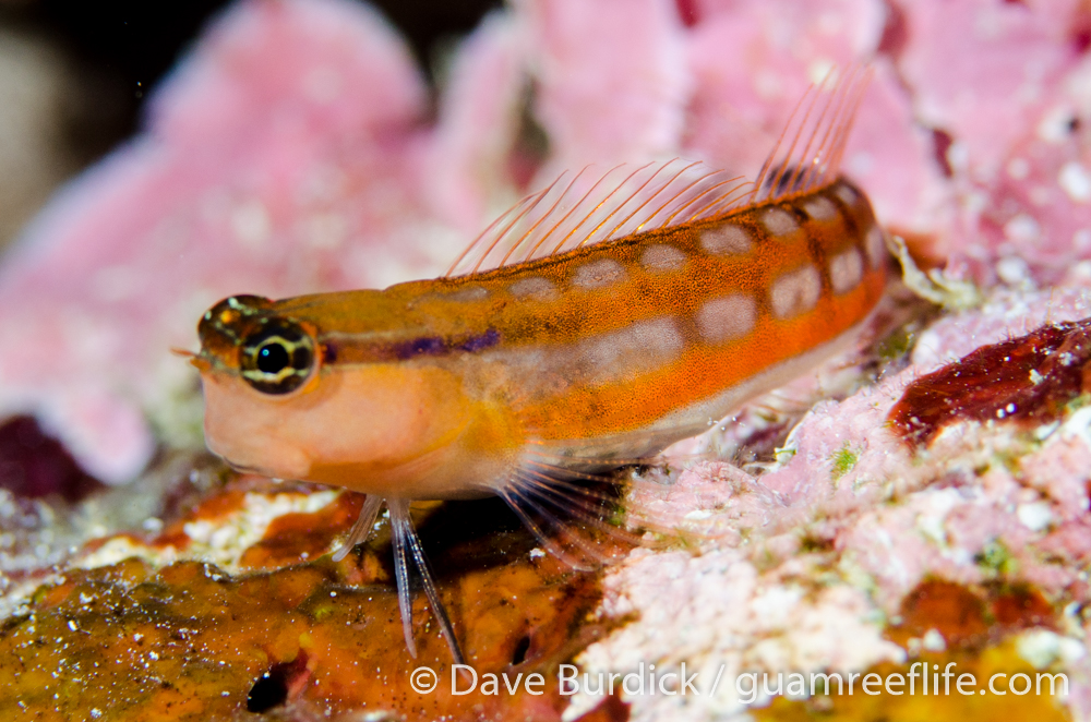 blennies