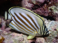 butterflyfishes