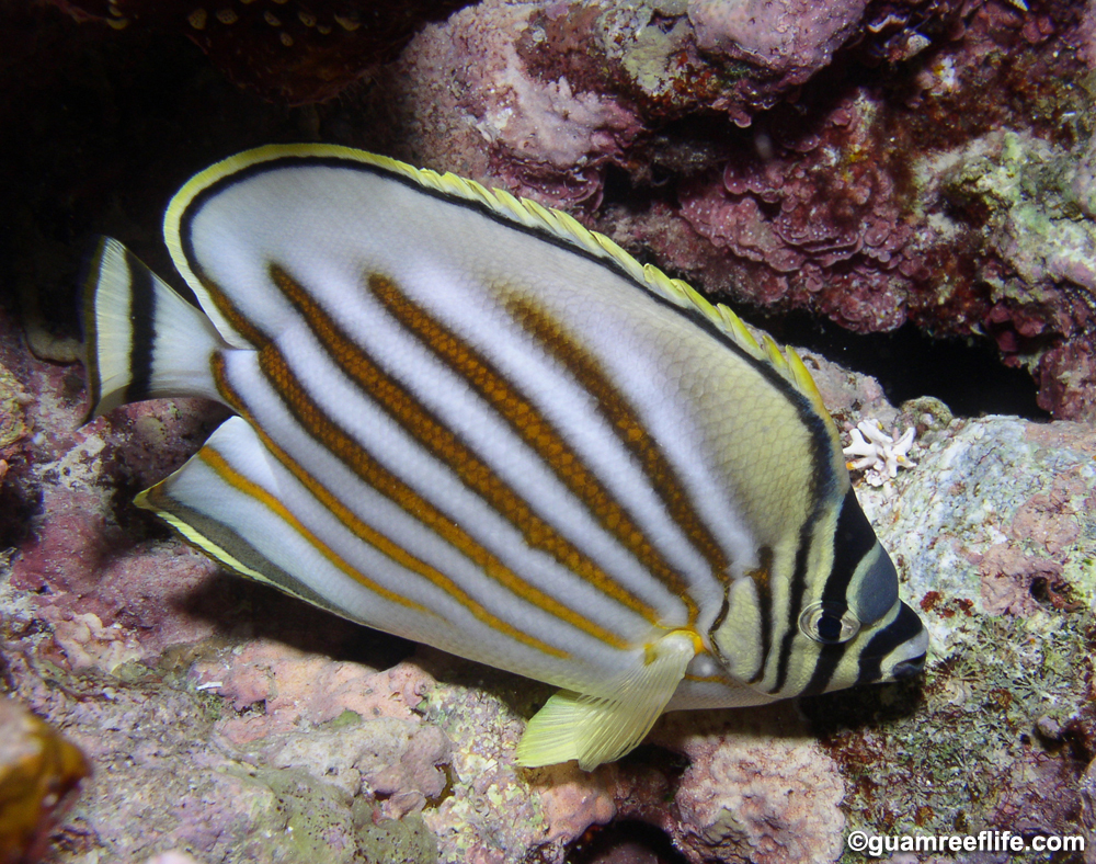 butterflyfishes