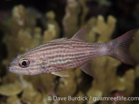 cardinalfishes