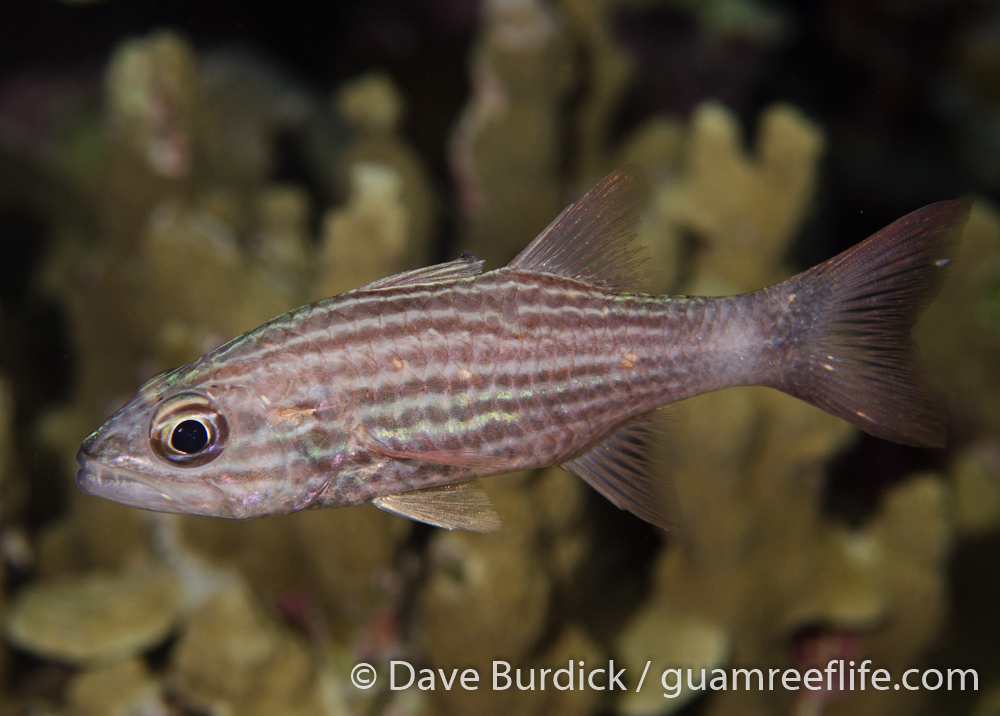 cardinalfishes