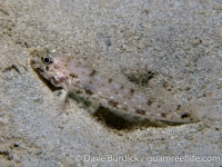 Macrodontogobius wilburi?