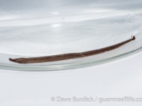 Phoxocampus tetraphthalmus?