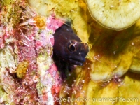 chaenopsid blennies