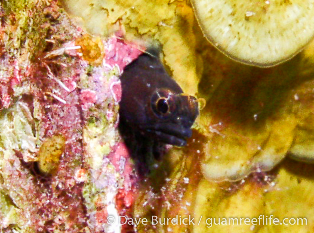 chaenopsid blennies