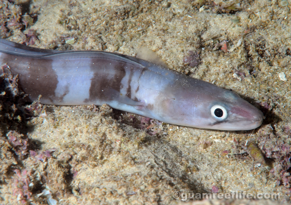 conger eels
