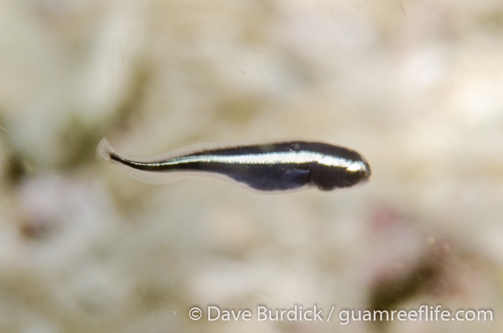 convict blennies