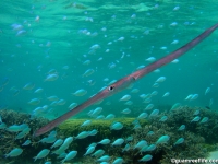 cornetfish