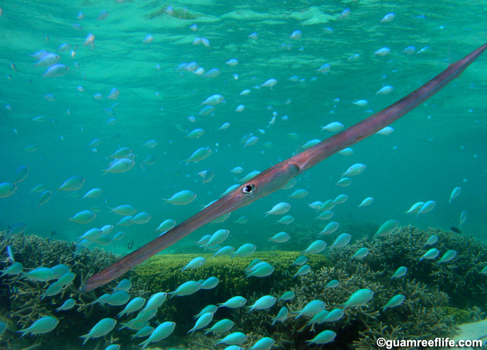 cornetfish