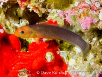 dottybacks