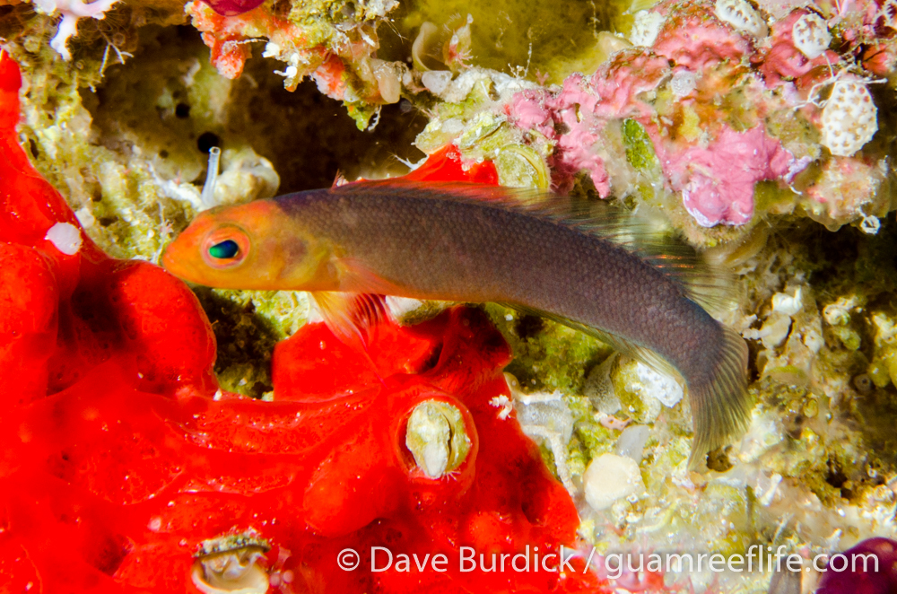 dottybacks