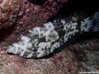 filefishes