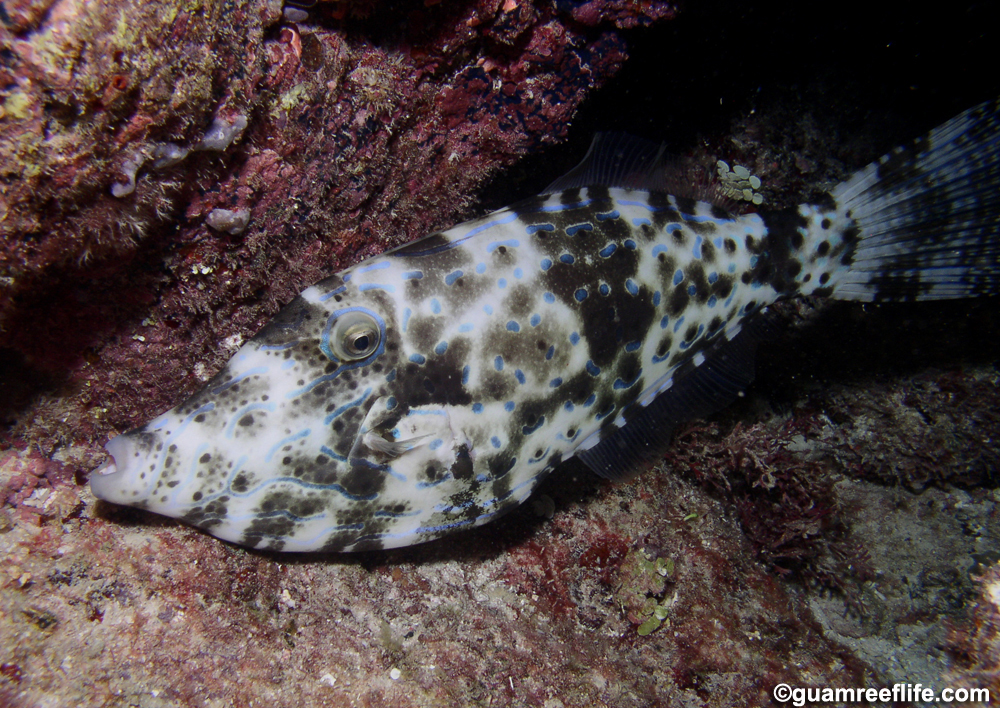 filefishes