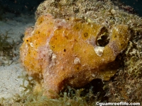 frogfishes