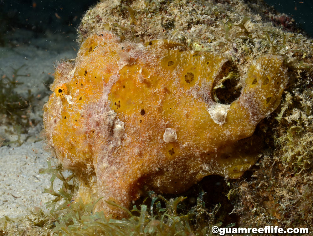 frogfishes