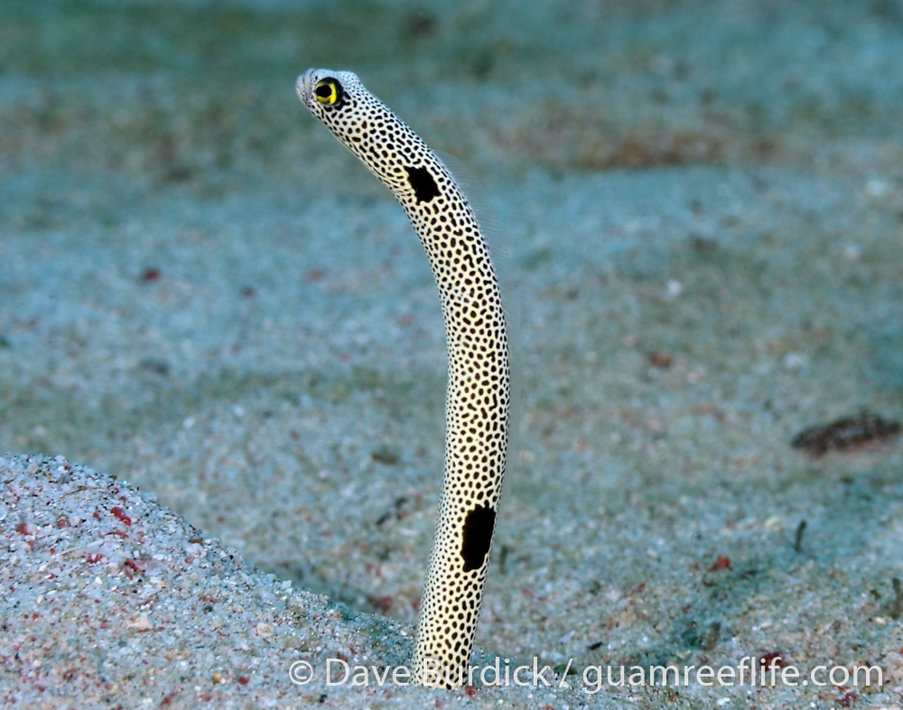 garden eels