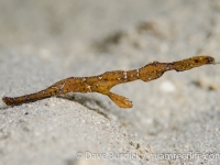 ghost pipefishes