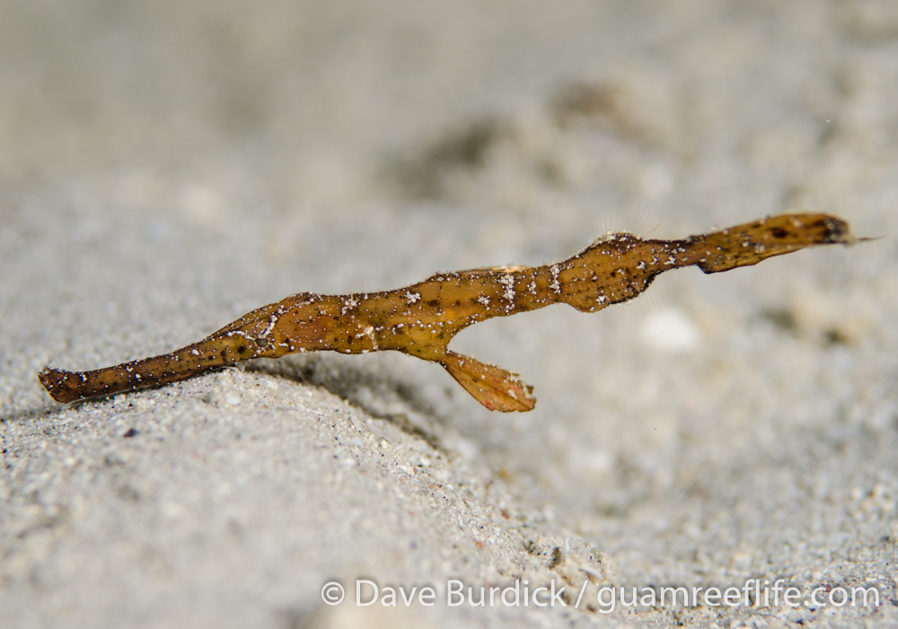 ghost pipefishes