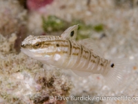 gobies