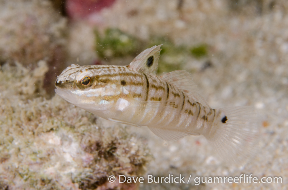 gobies