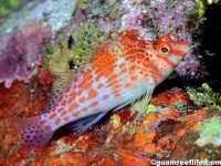 hawkfishes