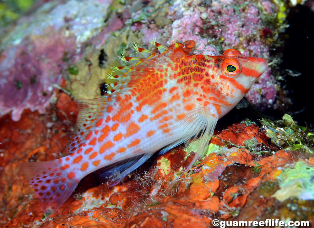 hawkfishes