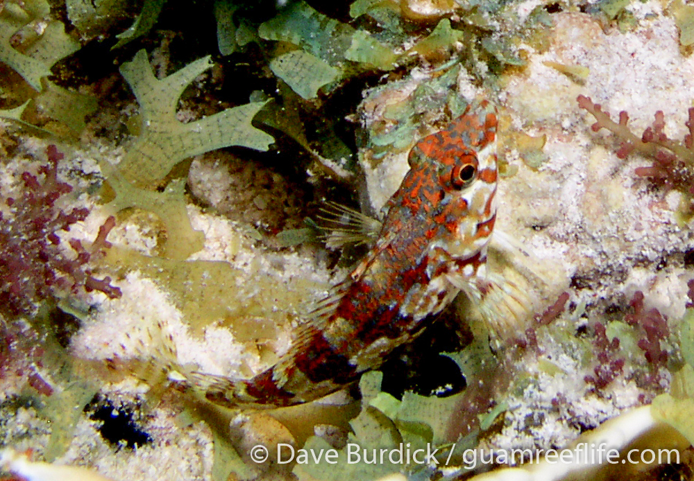 labrisomid blennies