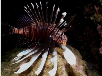 lionfishes