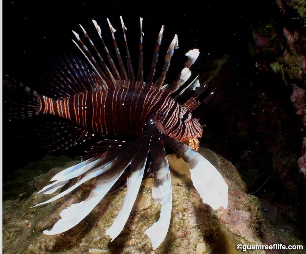 lionfishes