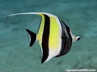 moorish idol