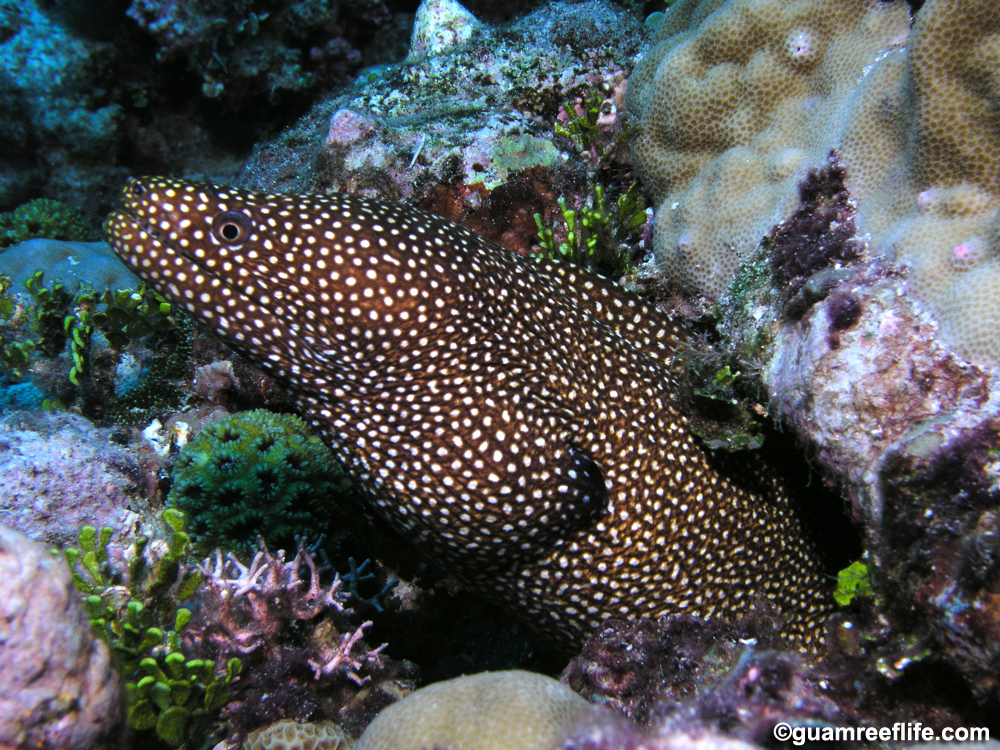 moray eels