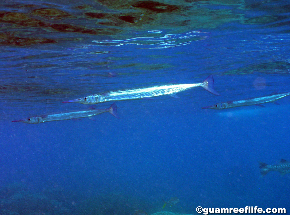 needlefishes