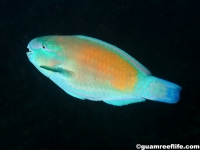 parrotfishes