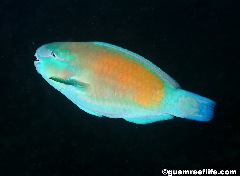 parrotfishes