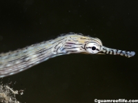 pipefishes and pipehorses