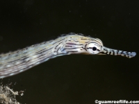 pipefishes and seahorses