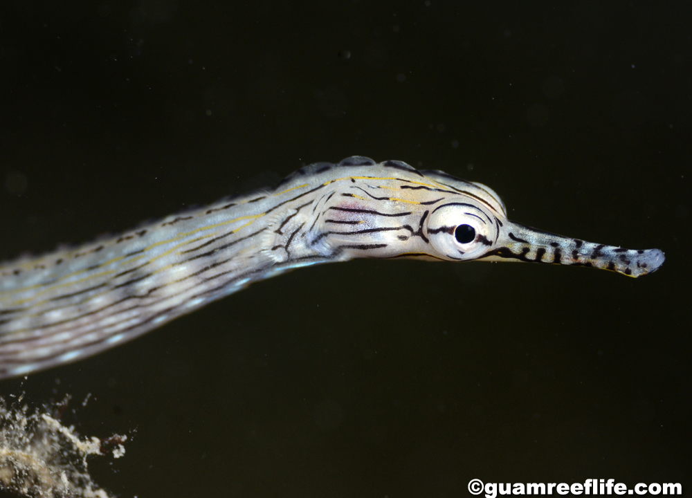 pipefishes and seahorses