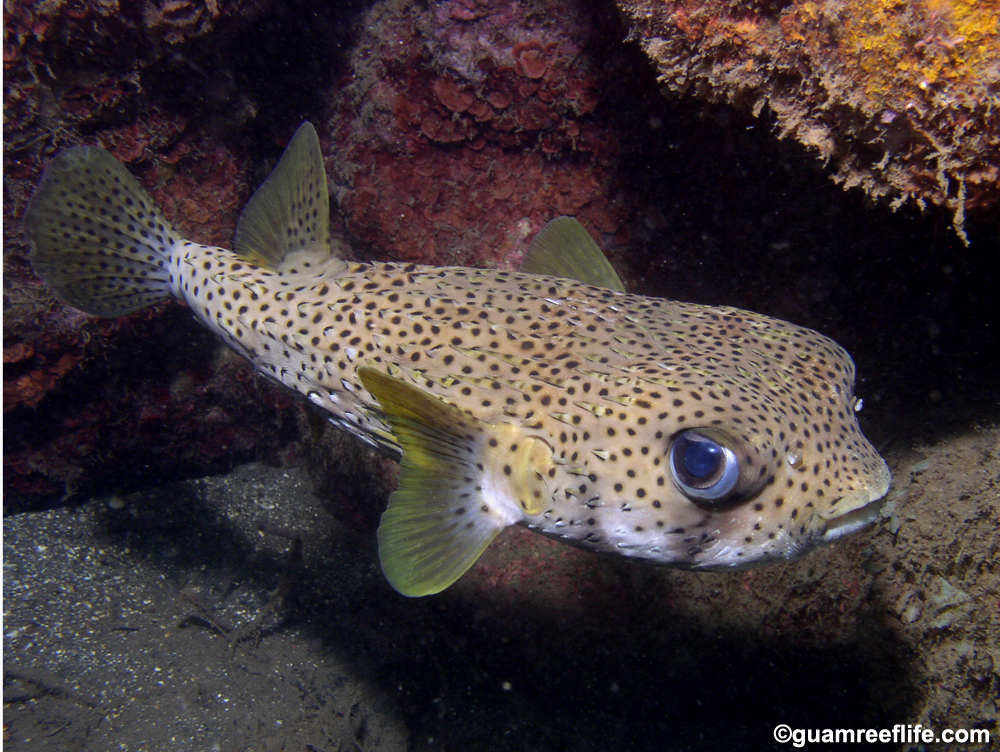 porcupinefishes