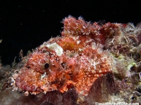 scorpionfishes