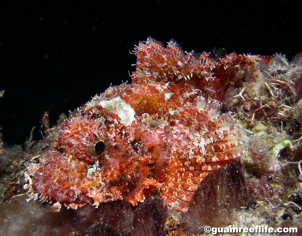 scorpionfishes